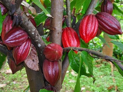 Cocoa Plant